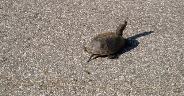 slow and steady recovery slow and steady recovery